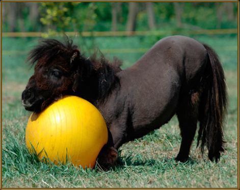 poni_fun_06.jpg poni_fun_06.jpg